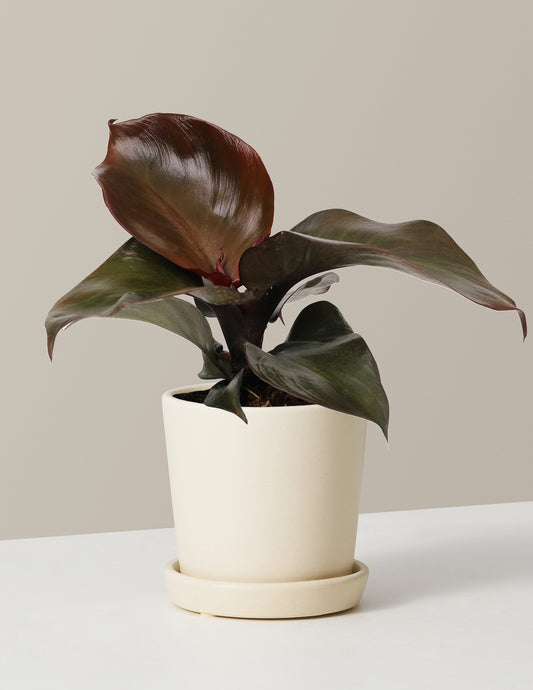 Philodendron Red Heart