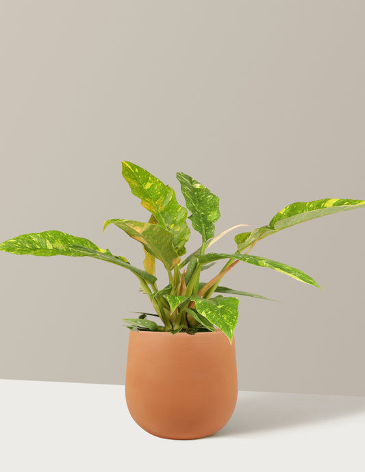 Philodendron Ring of Fire