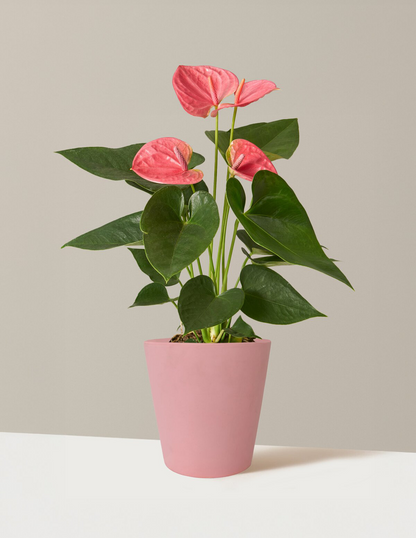 Pink Anthurium