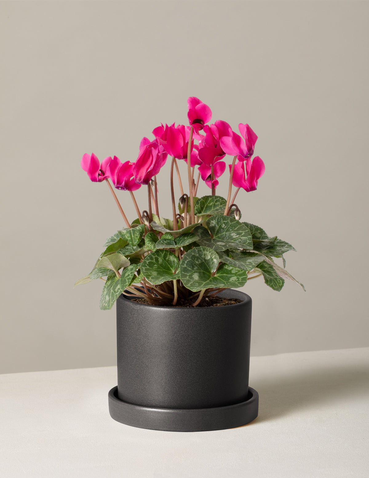 indoor plant cyclamen Cyclamen | Gifts & Plants for Delivery
