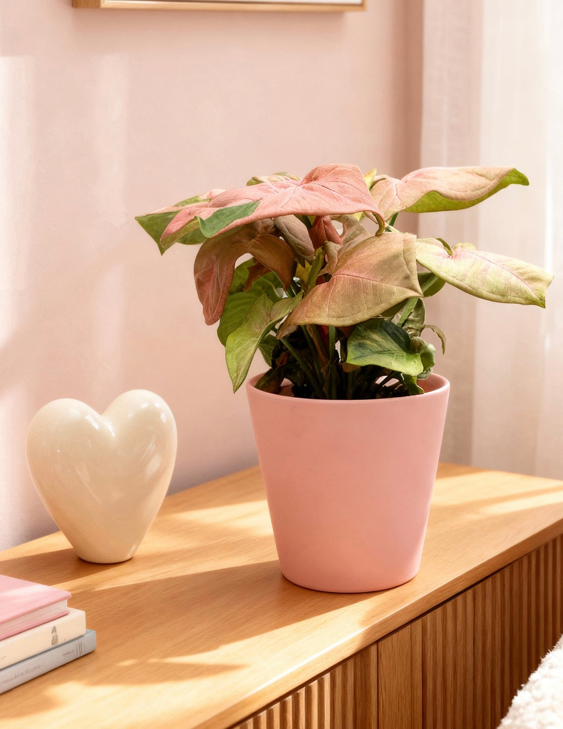 Pink Arrowhead Plant - Small (10-13
