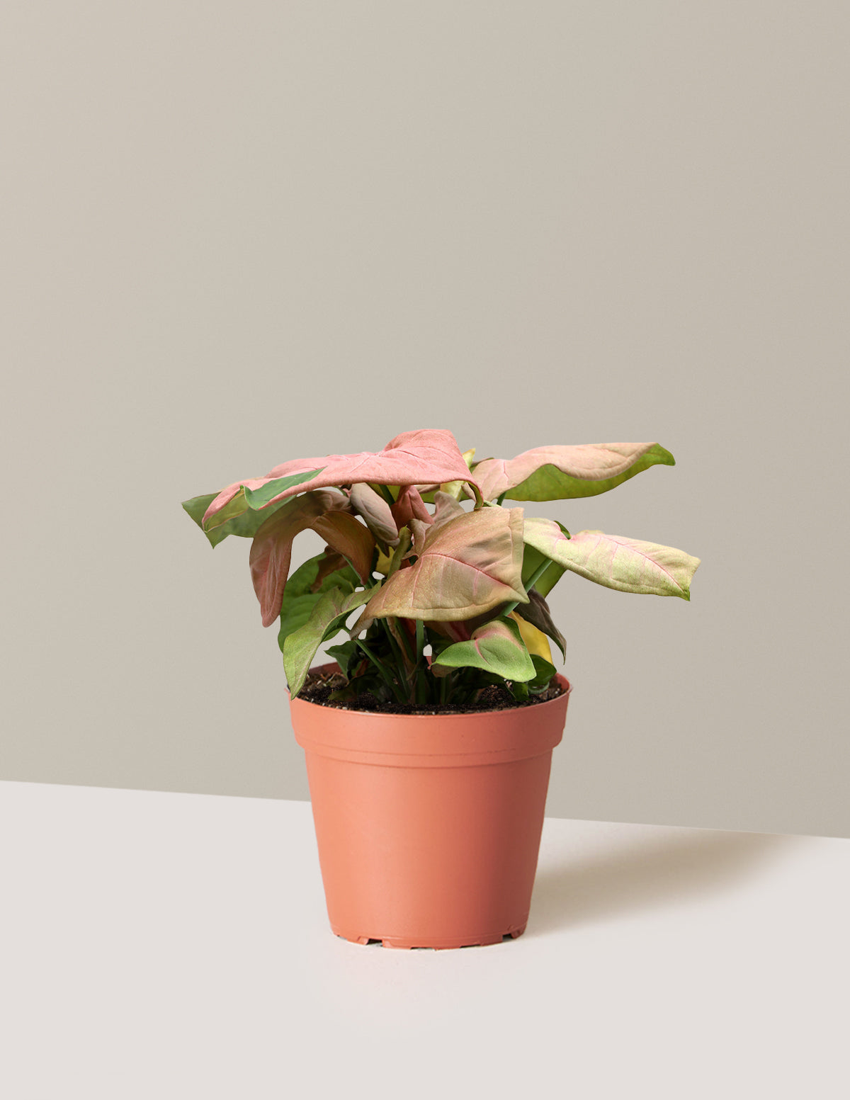 Pink Arrowhead Plant - Small (10-13