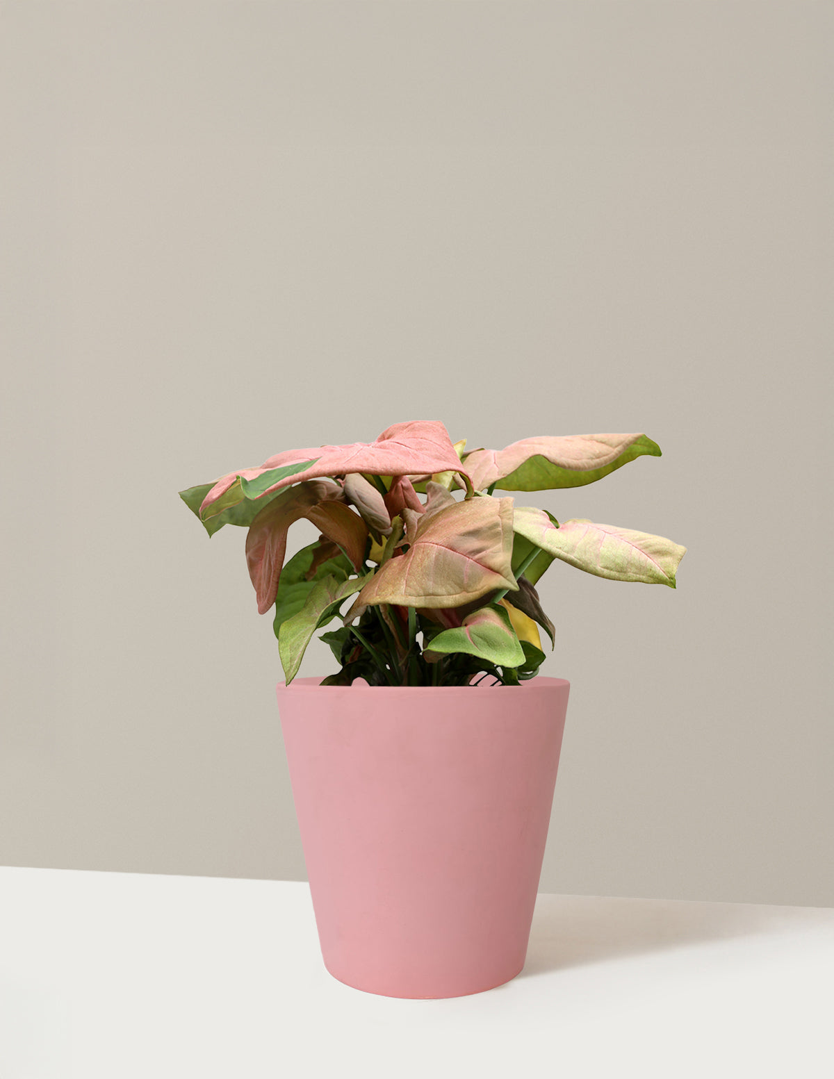Pink Arrowhead Plant | Plants and Houseplants for Delivery | The Sill