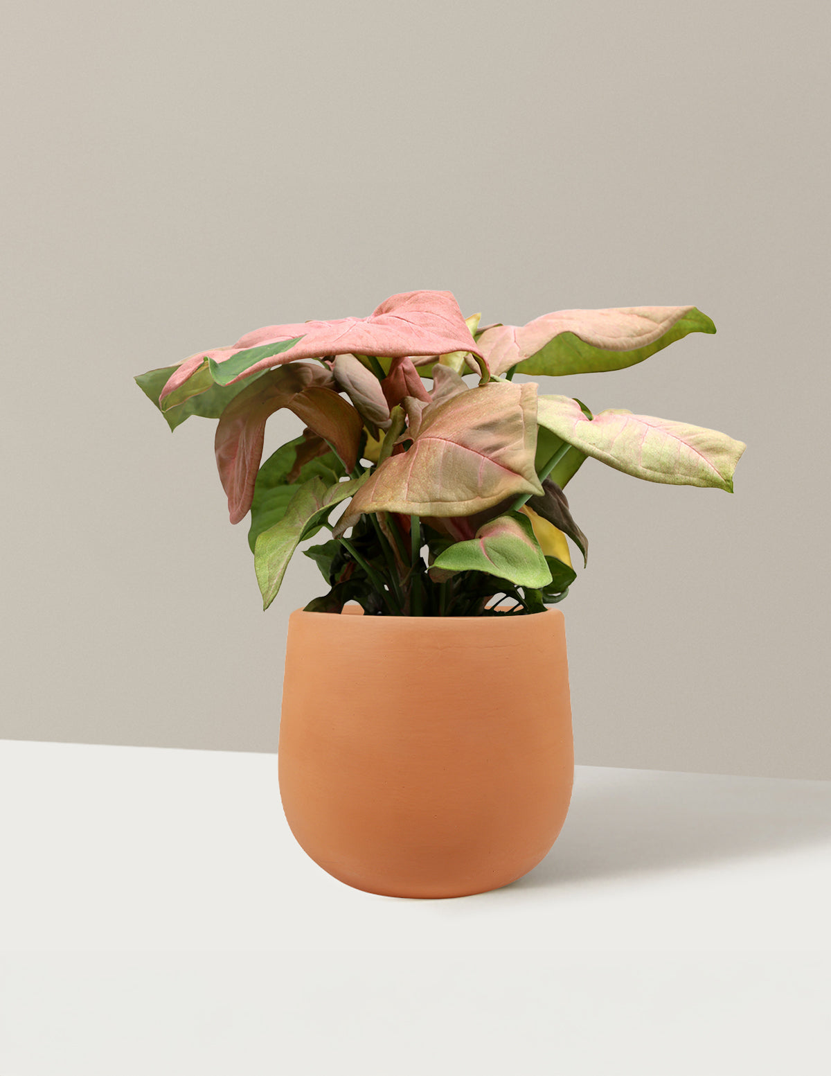 files/the-sill_Small-Pink-Syngonium_Small_Raven_Terracotta_Variant.jpg