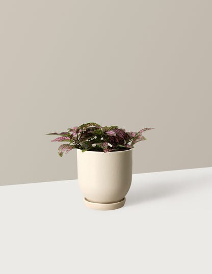 Pink Polka Dot Plant