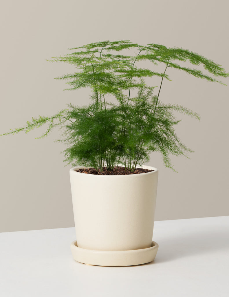 Asparagus Fern