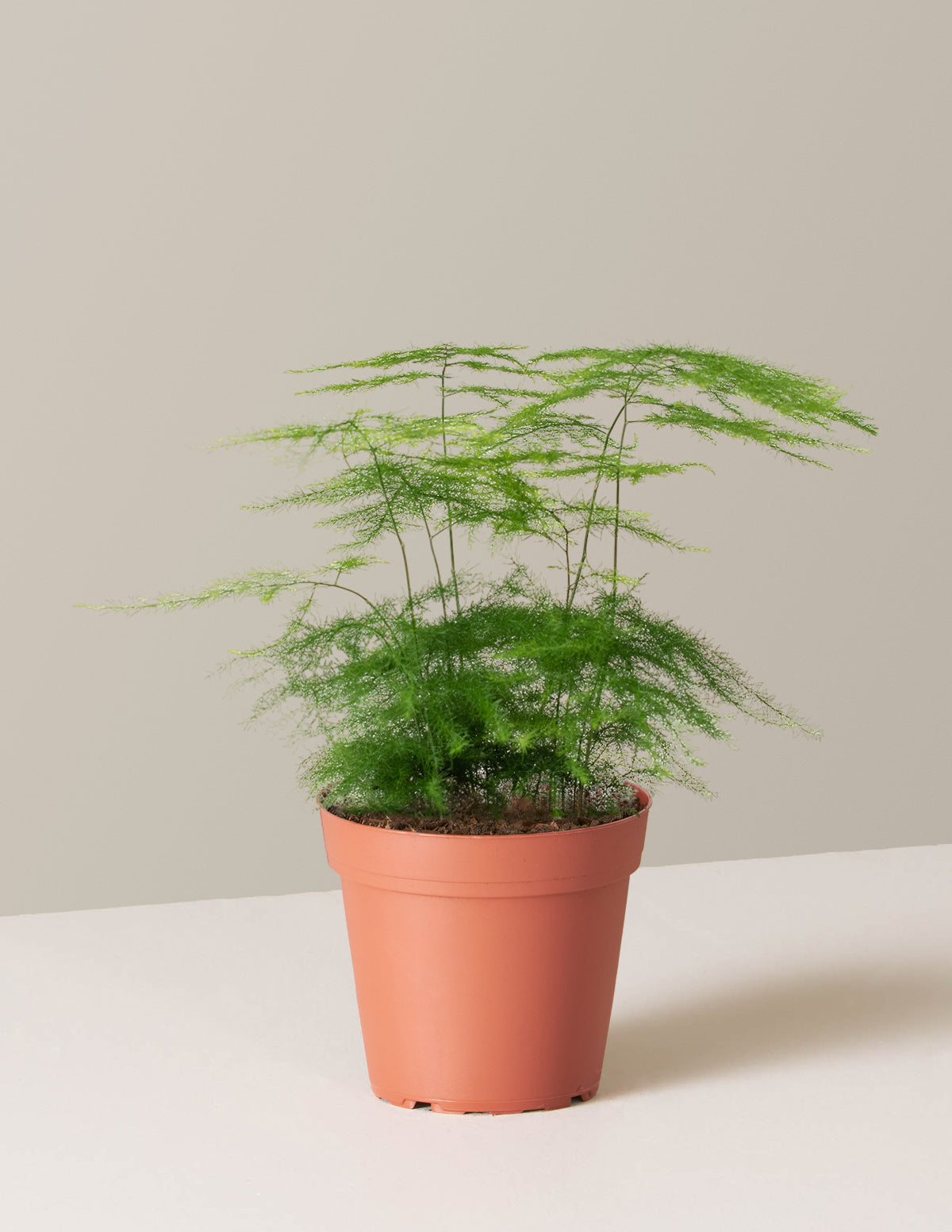 bundle | Small | Grow Pot