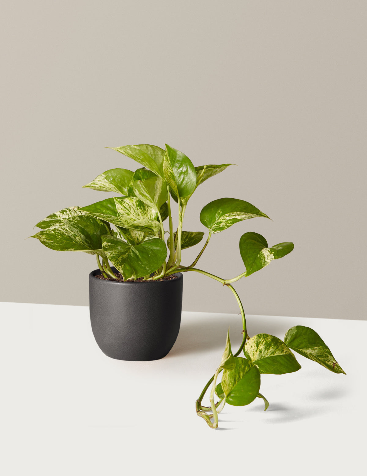 Pothos Marble Queen