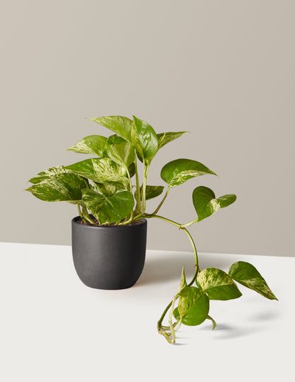 Pothos Marble Queen