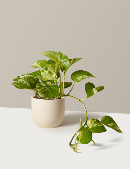 Pothos Marble Queen