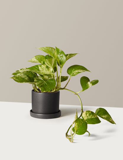 Pothos Marble Queen