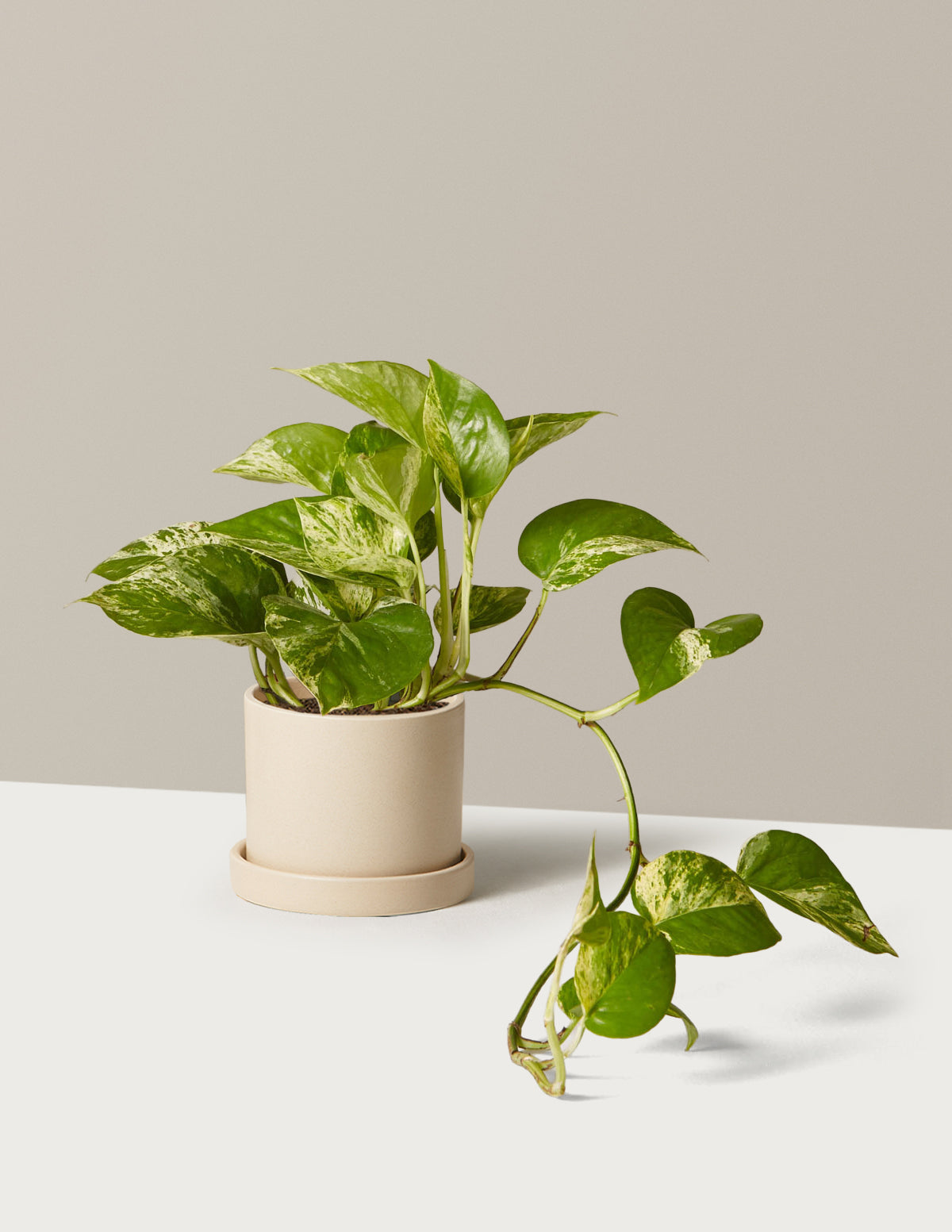 Pothos Marble Queen