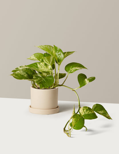 Pothos Marble Queen