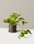 bundle | Small | Hyde | Olive
