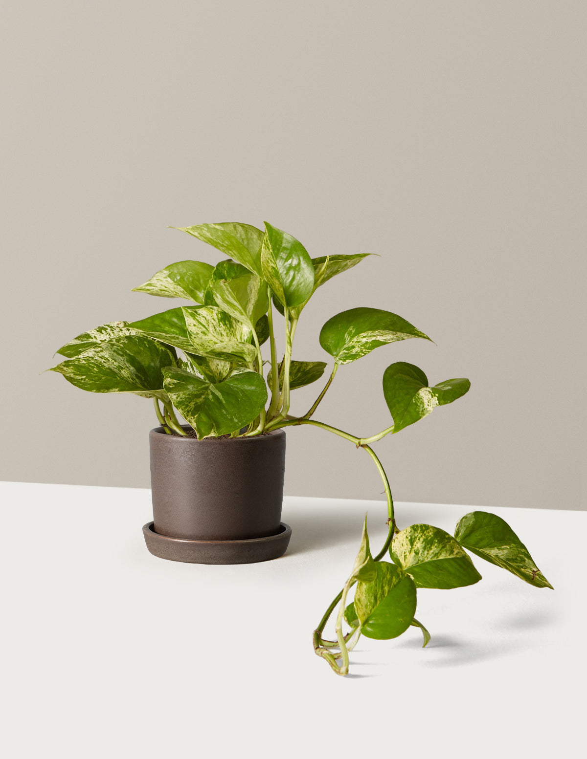 Pothos Marble Queen