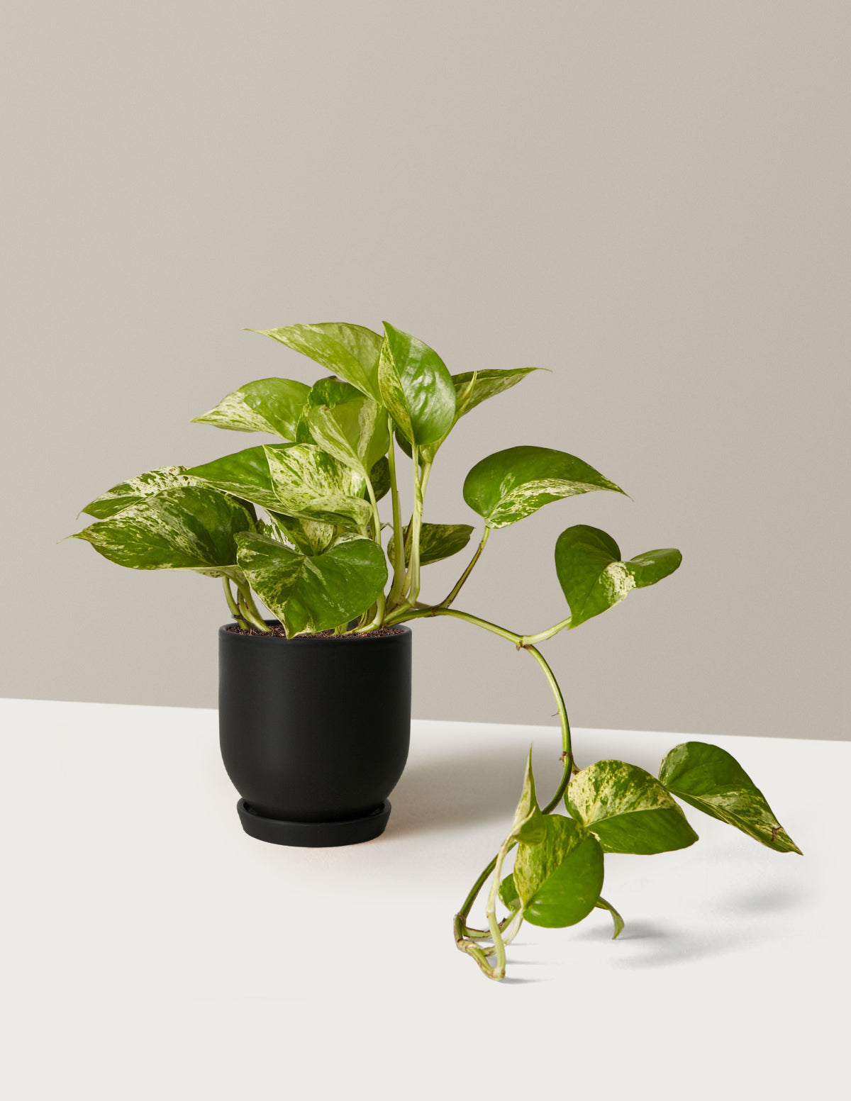 Pothos Marble Queen