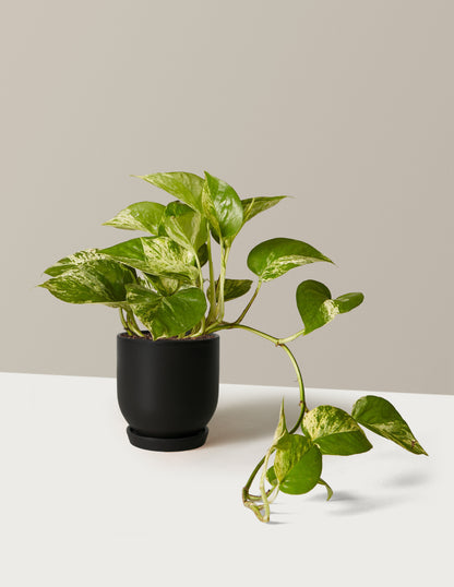 Pothos Marble Queen