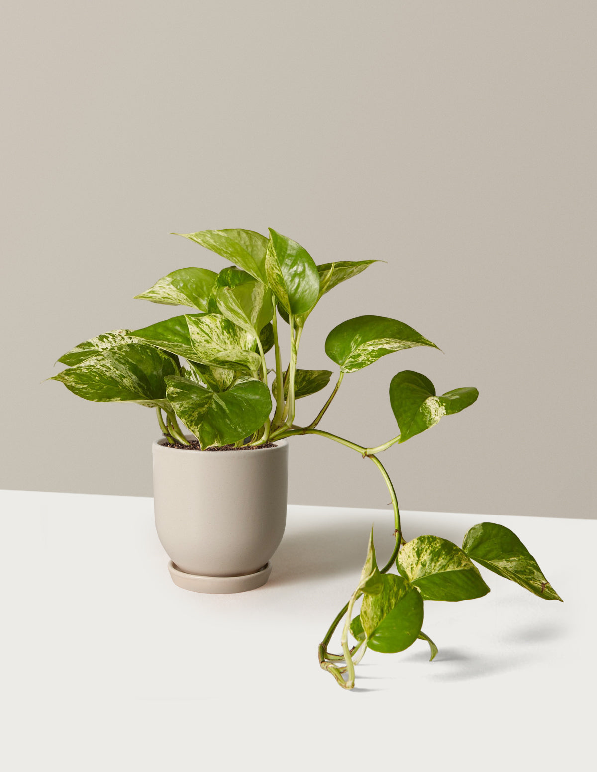 Pothos Marble Queen