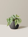 Satin Pothos