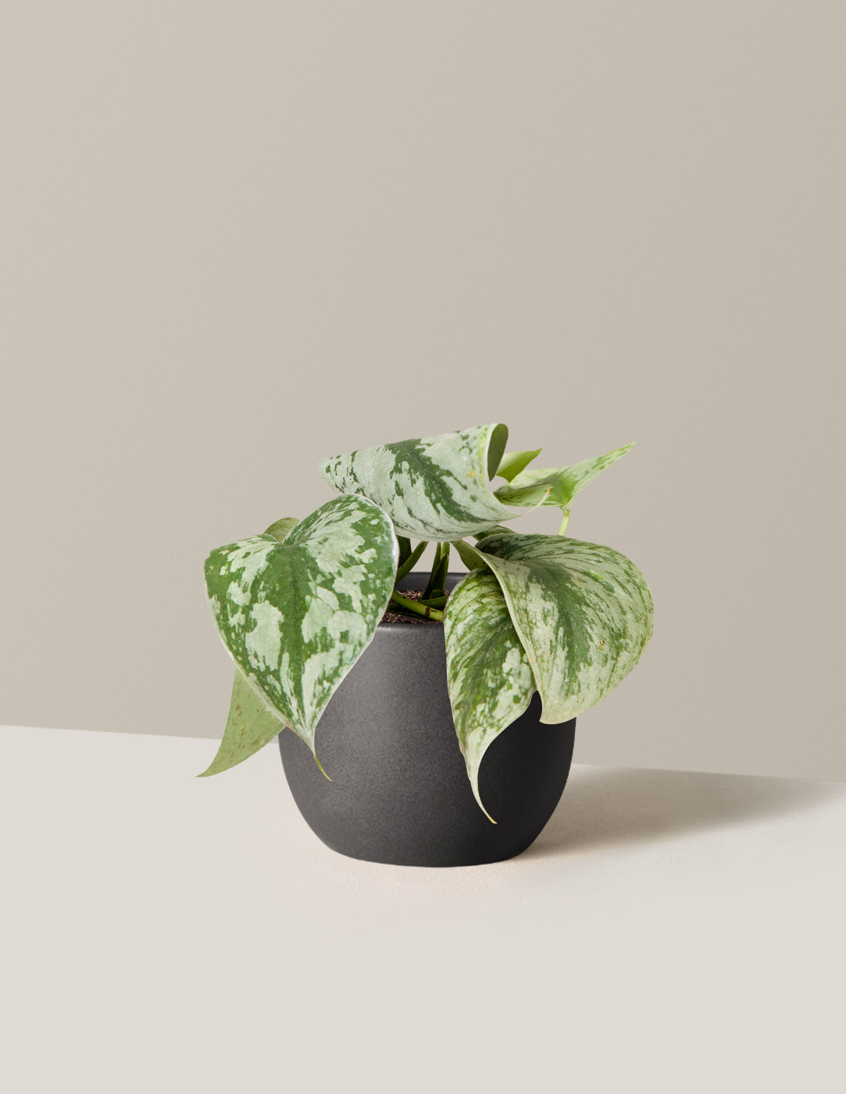 Satin Pothos