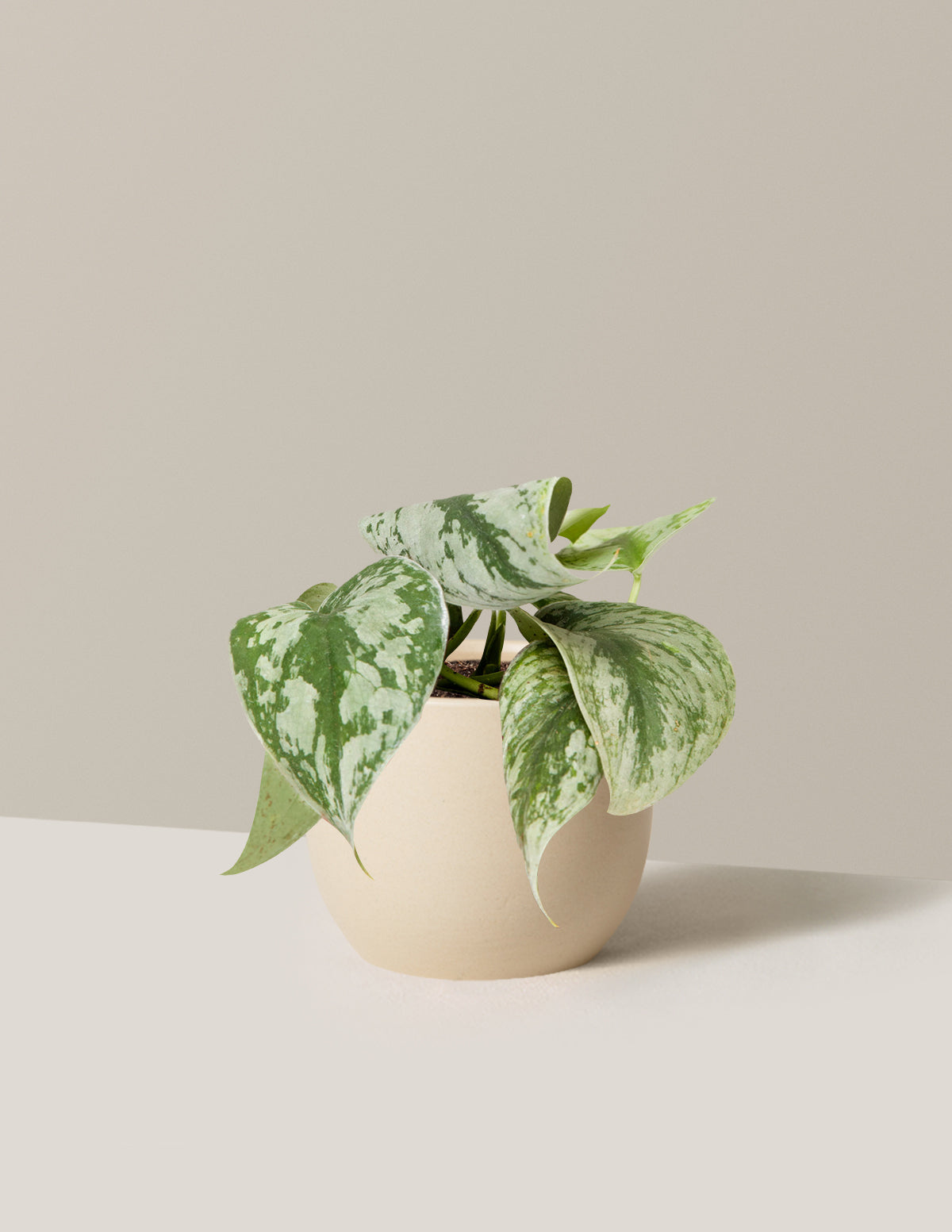 Satin Pothos