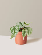 Satin Pothos