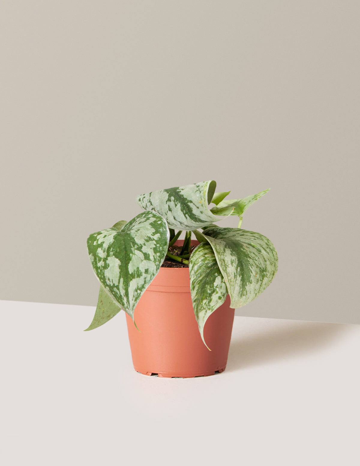 Satin Pothos