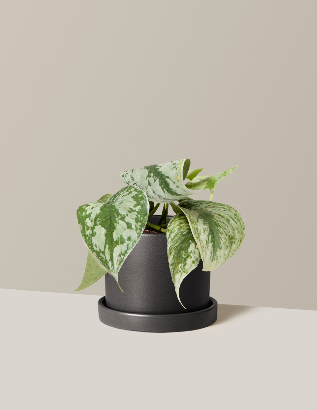 Satin Pothos