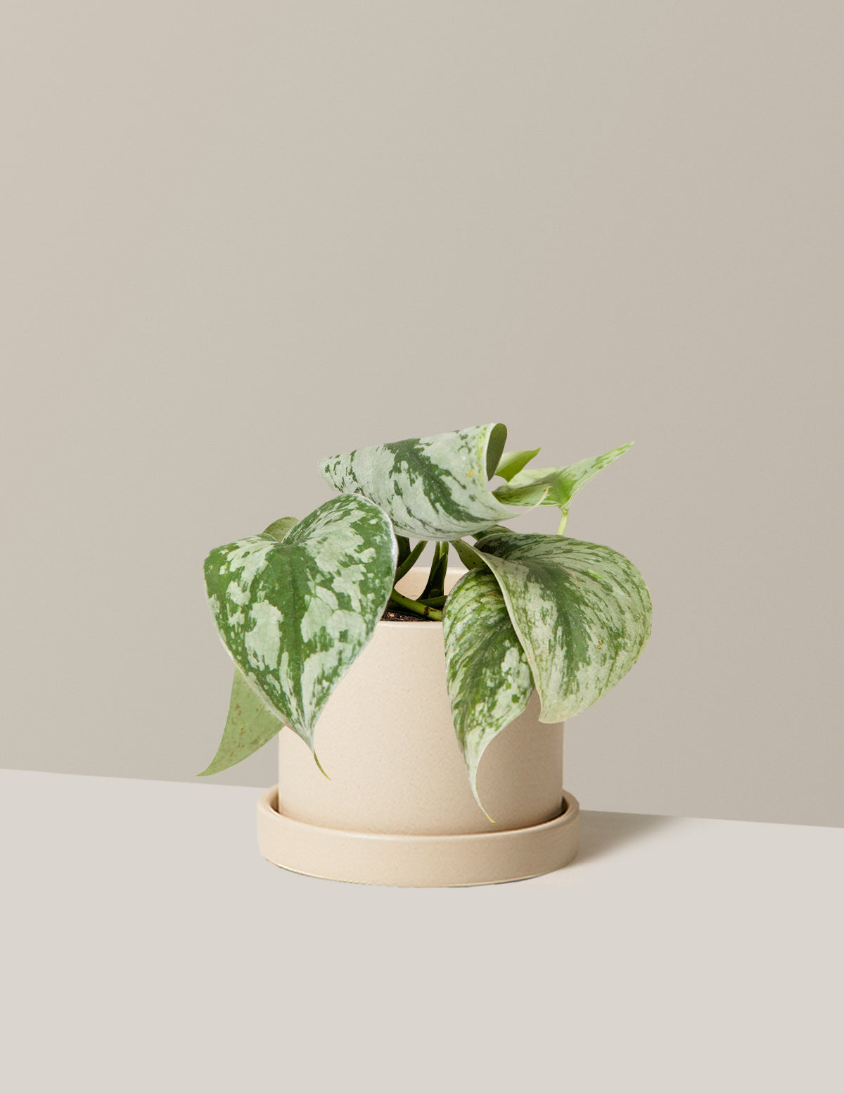 Satin Pothos