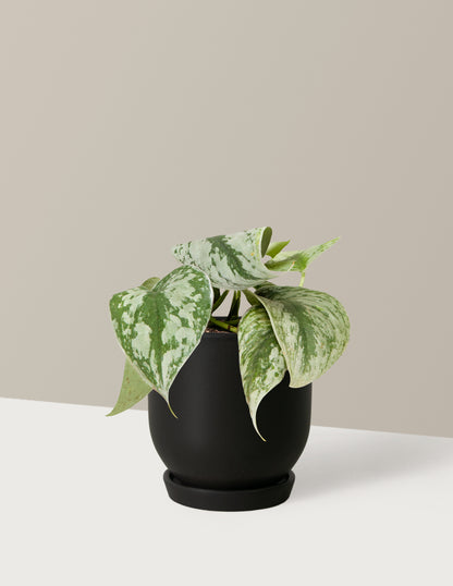 Satin Pothos
