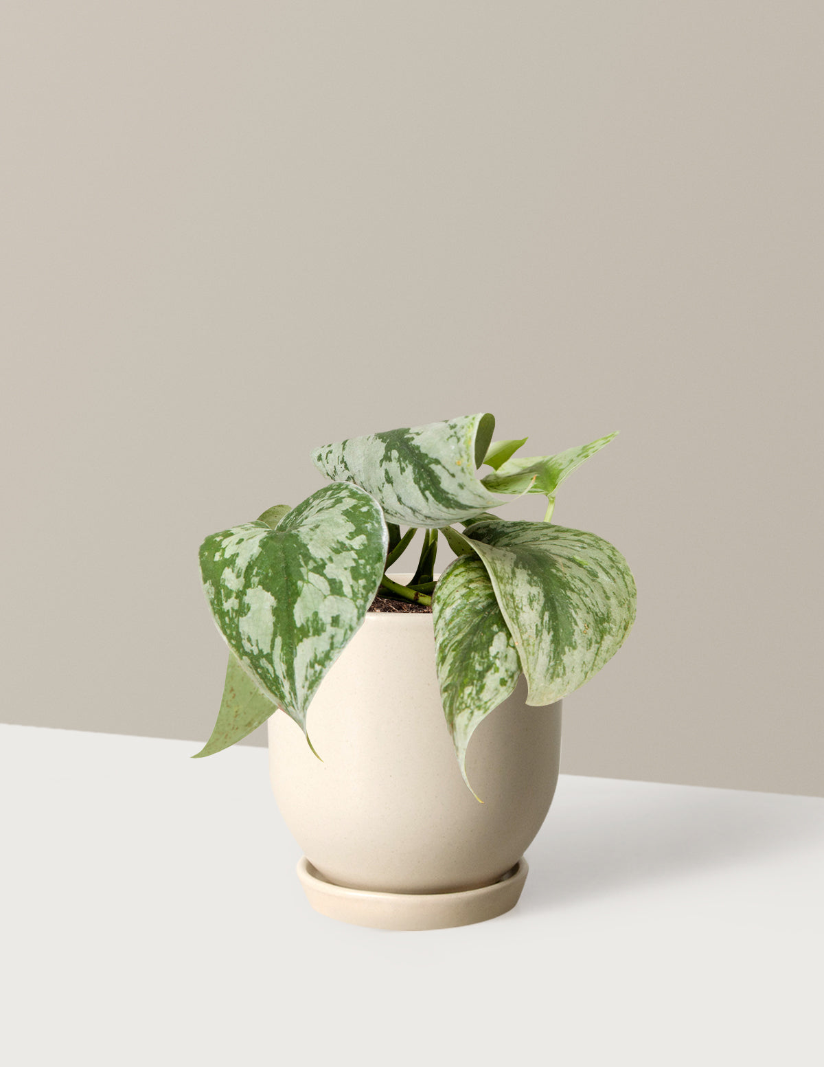Satin Pothos