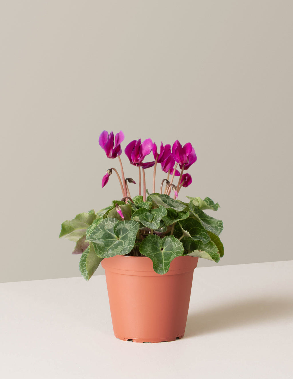 bundle | Small | Grow Pot