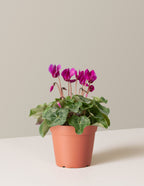 bundle | Small | Grow Pot