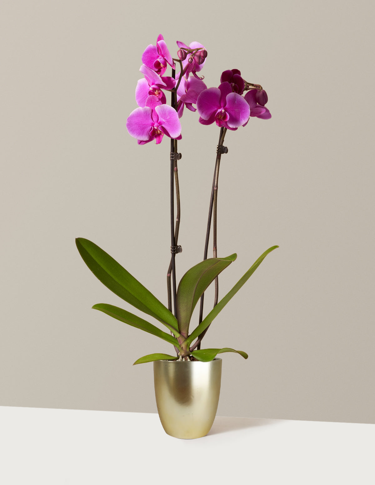 Orchid