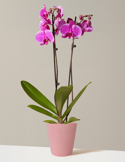 Purple Orchid