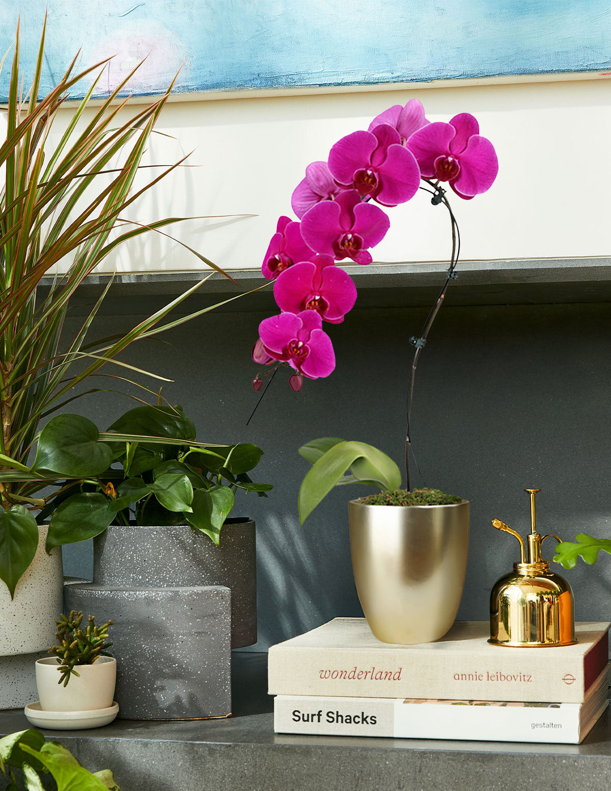 files/the-sill_Small-Purple-Swan-Orchid_Small_Marcelle_Gold_Gallery_01.jpg