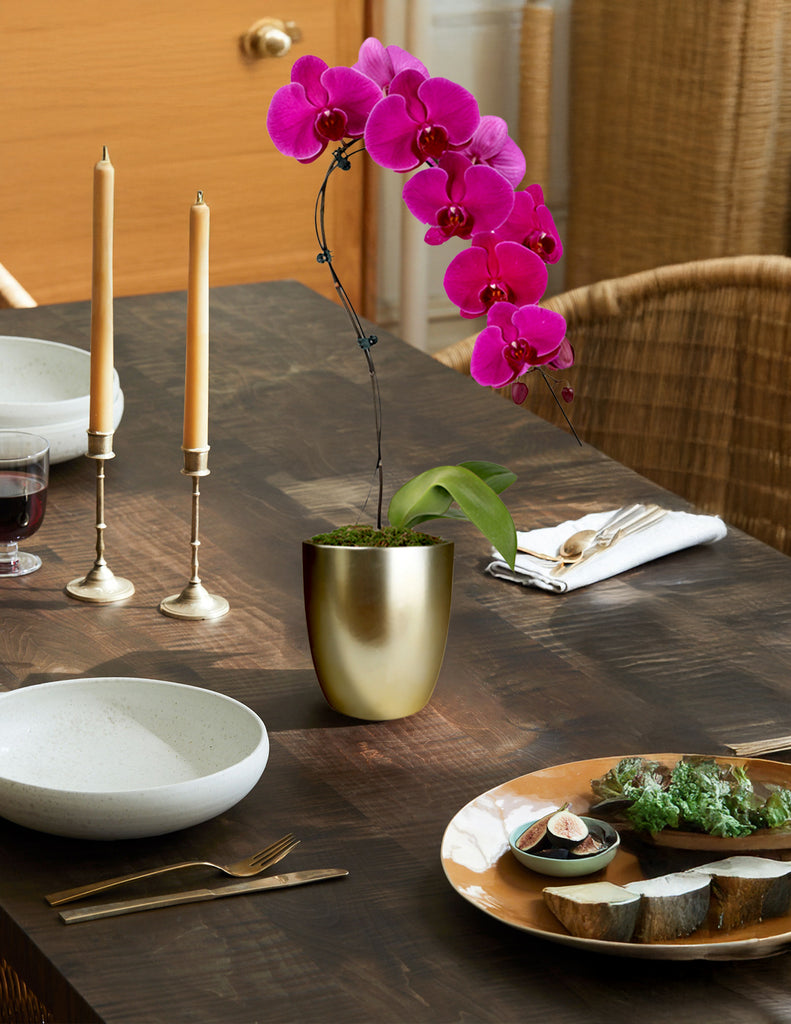 How to care for a Swan Orchid