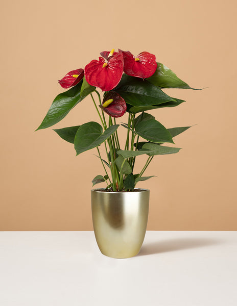 anthurium flower price Red Anthurium Houseplants, Small in Gold