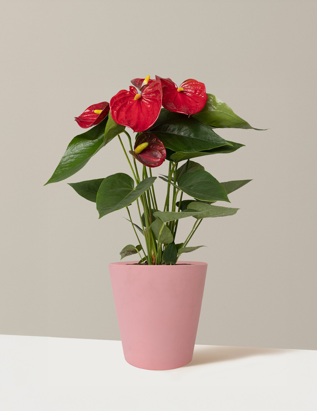 bundle | Small | Marianne | Valentine