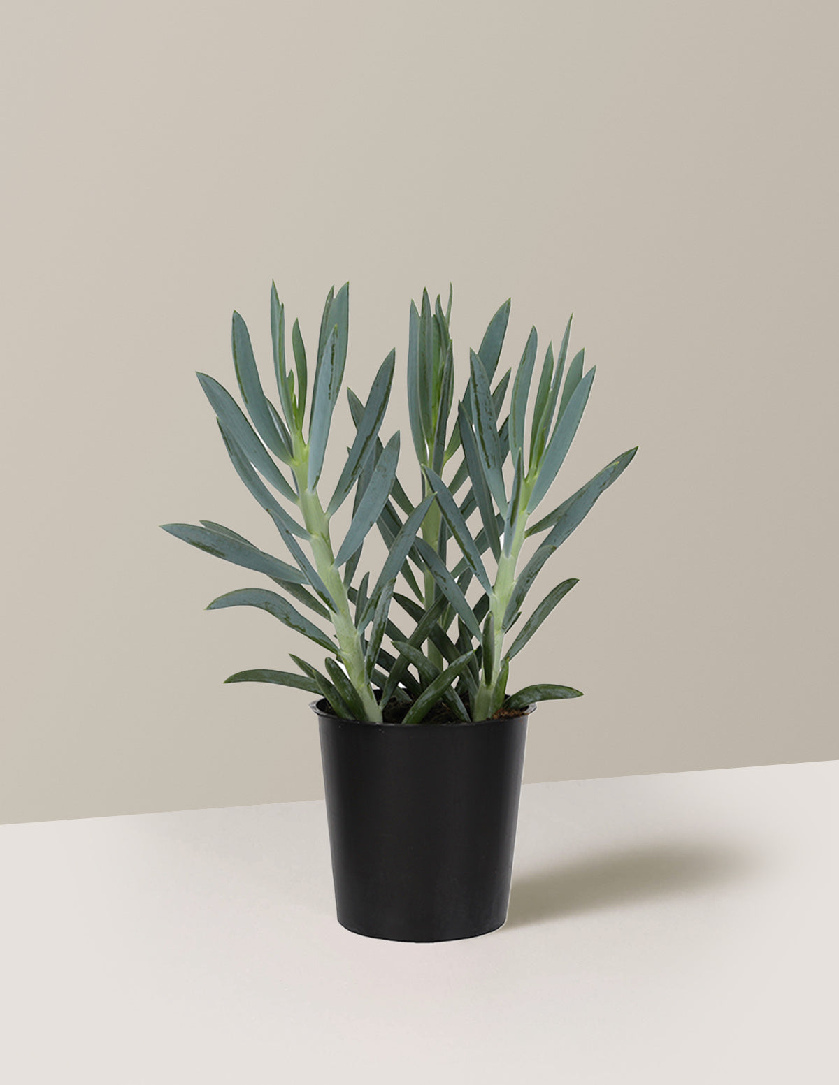 bundle | Small | Grow Pot