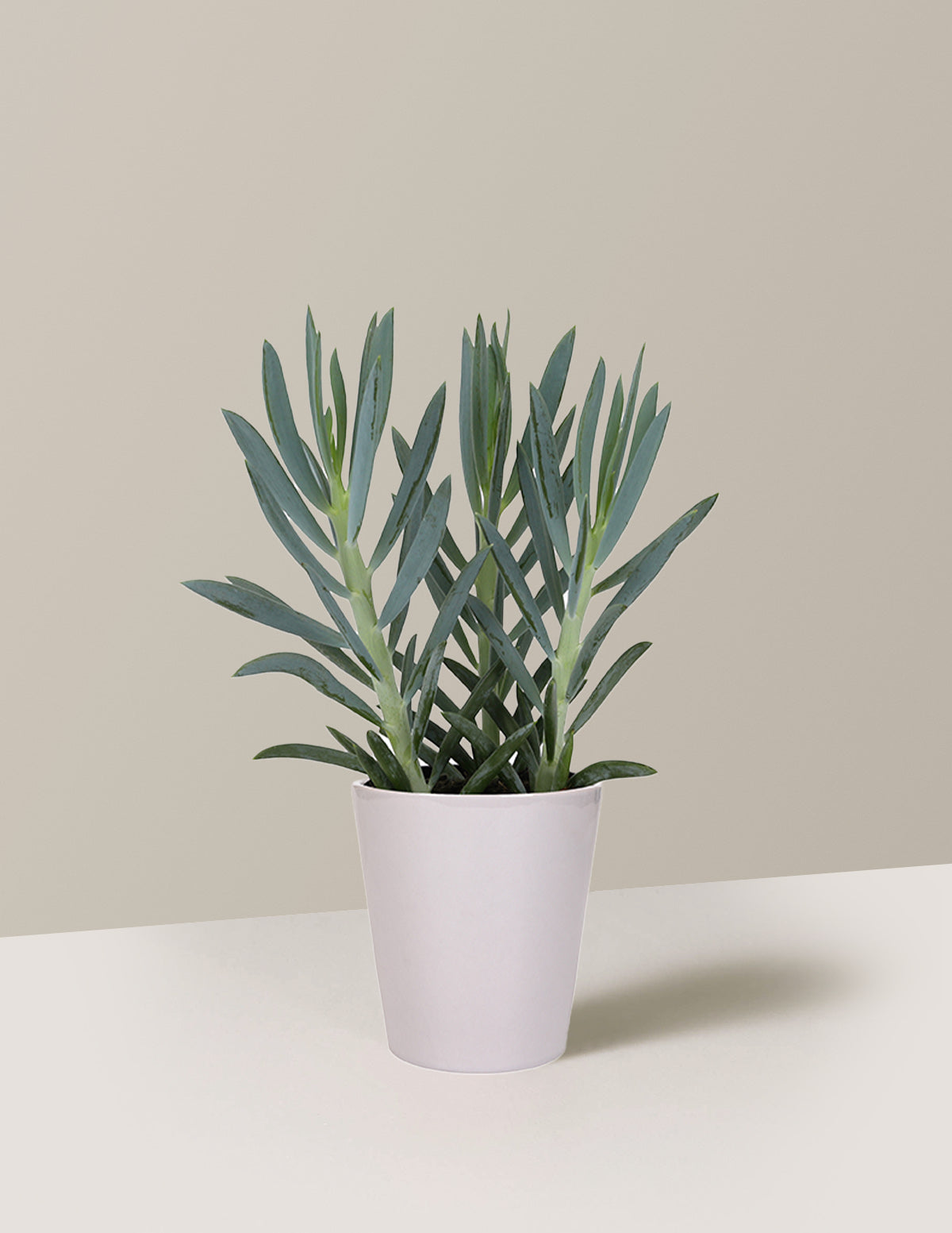 bundle | Small | Marianne | Grey