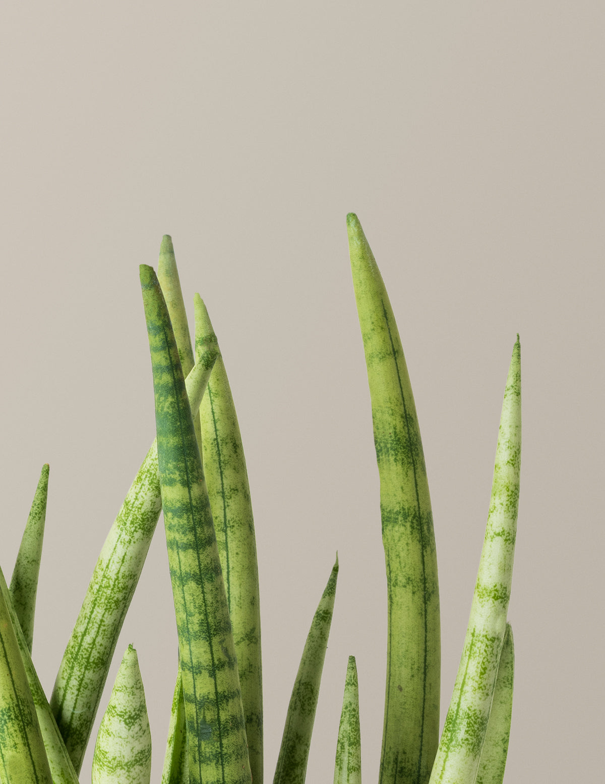 giant sansevieria cylindrica Snake Plant Cylindrica with Planter - Small (4"-8" tall) Cream Planter