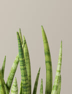 Snake Plant Cylindrica