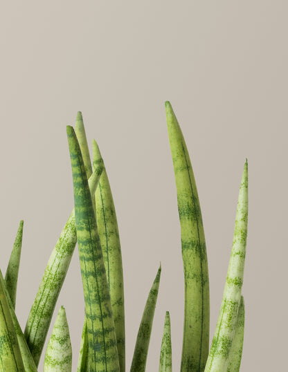 Snake Plant Cylindrica