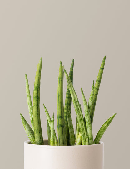 Snake Plant Cylindrica