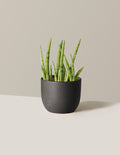 bundle | Small | Grant | Black