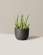 bundle | Small | Grant | Black