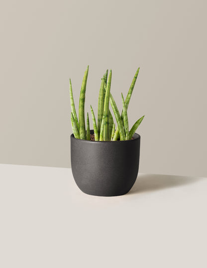Snake Plant Cylindrica