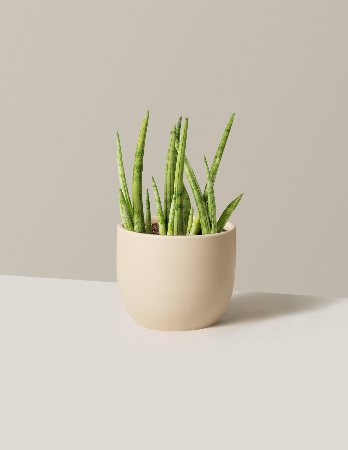 Snake Plant Cylindrica