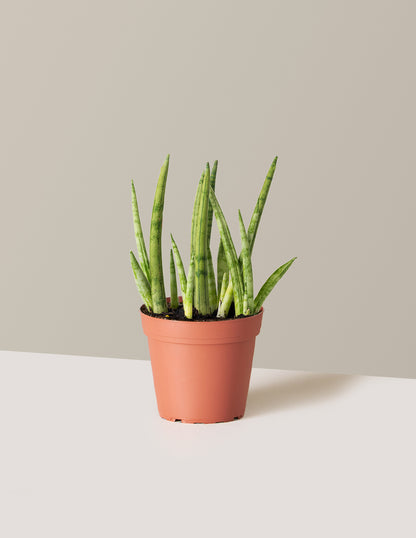 Snake Plant Cylindrica